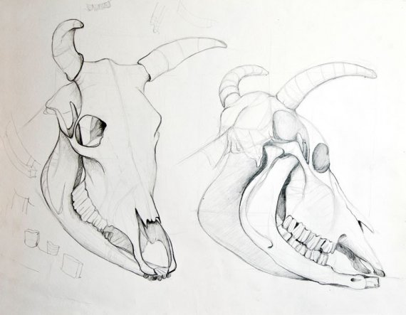 Zwangs-Zeichenstudie - im Designstudium musste ich u.a. Tierschädel zeichnen. Der Prof stand daneben und hat dauernd 'rumgemeckert. ;-) Dennoch bin ic
