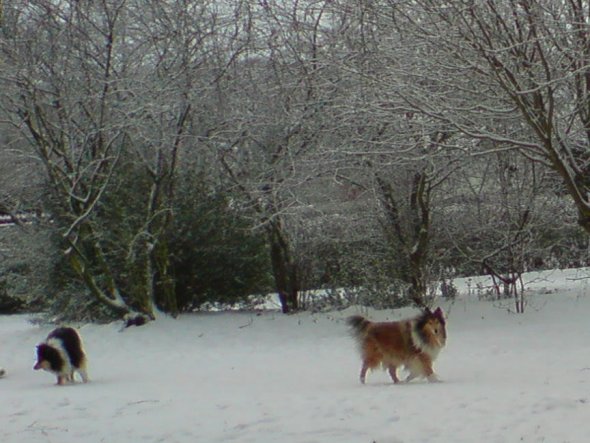 Hunde lieben SChnee abgöttisch :-)