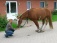 Haustiere 'Mein verrücktes Pferd Surprise'