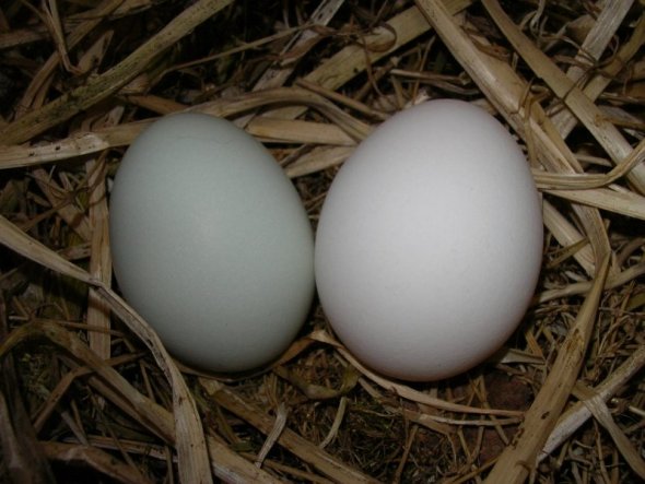 Unsere mintgrünen Eier, ich hab hier mal ein weißes Ei dazu gelegt damit man den Unterschied besser erkennt.