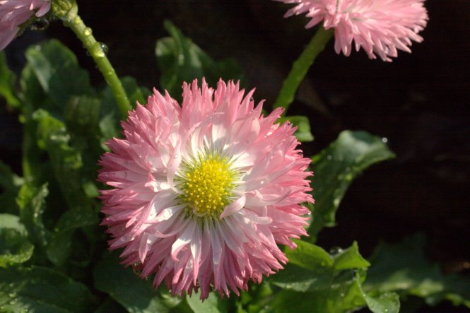 diese wunderschönen rosafarbenden "Lollies" habe ich hier und da ins Vorgartenbeet gepflanzt:-)