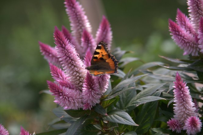 der kleine süße Schmetterling hat sich wirklich noch so lange an den Blüten gelabt, bis ich die Kamera hervorgeholt hatte! Perfekt!