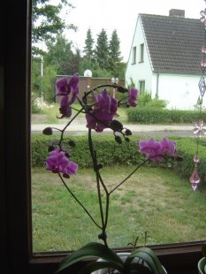 Orchideen/ Handarbeiten