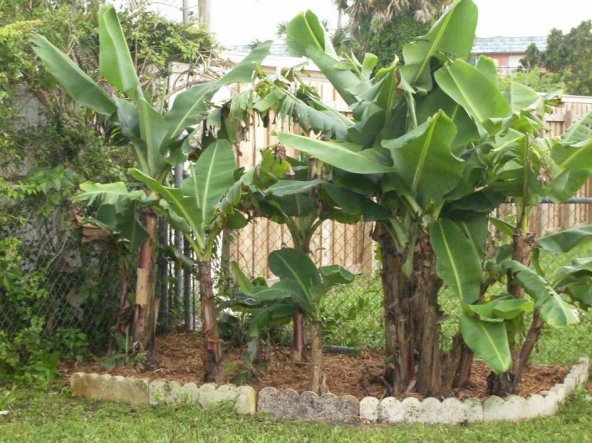 Unsere Bananenpflanzen
