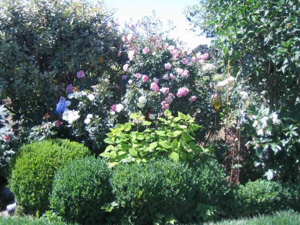 Garten im Juni, Rose Bonica