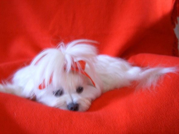 Das ist mein kleines Mädchen Camilla.Dieses Foto mit der roten Decke und Schleife habe ich zu Valentinstag gemacht.