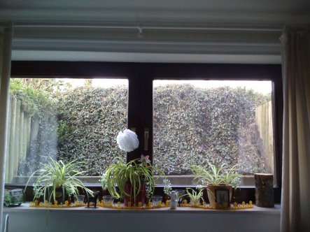 Hier nochmal mein Fenster- mit DIY Pompom und meinen wiederbelebten Pflanzen - ich hab nicht gerade einen grünen Daumen ;D