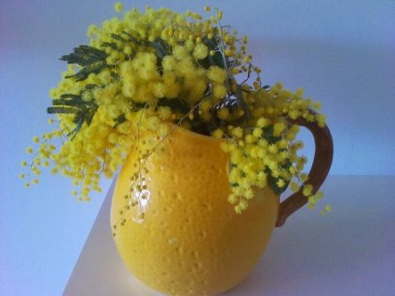 Mimosen...am schönsten in einer gelben Vase.