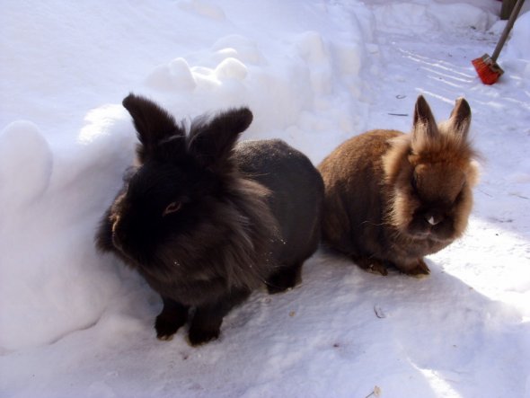 Die beiden finden den Schnee ganz toll!